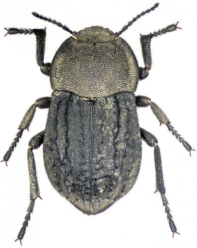 Asida sabulosa